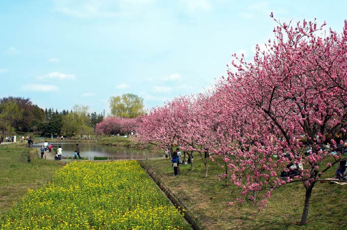 花のある風景